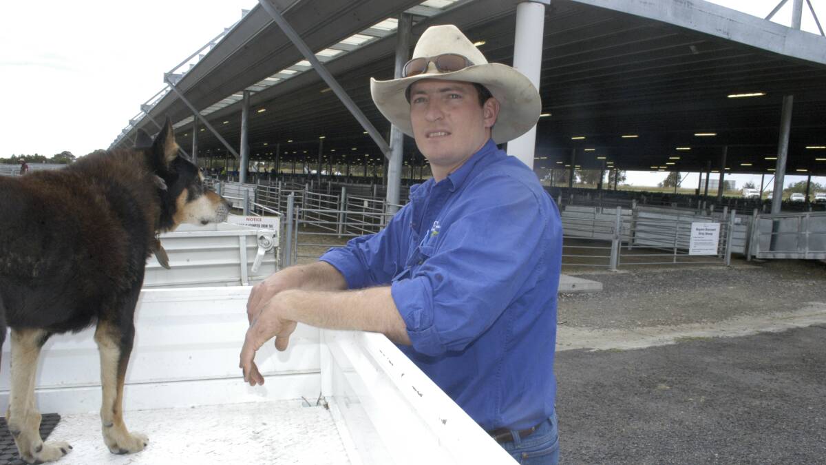 CTLX manager Nathan Morris said the big cattle numbers are a combination of a few things, including the big annual blue ribbon weaner sale of 7000 head earlier this month. Photo by Western Advocate.