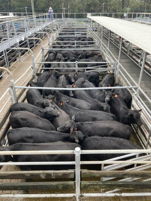 Boambee Angus, East Seaham, had a feature line of 110 quality Angus weaner steers, seven to 10 months, which sold for a top of $1750 a head at Maitland on Saturday. Photo: Bowe and Lidbury