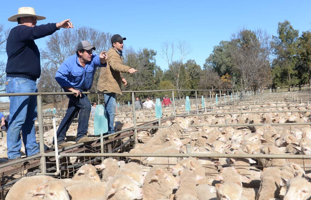 Allan Gray and Company agents Pat Waters, Chris Chalker and Rory Brien selling at the Cowra sheep and lamb sale. Photo by Rachael Webb.