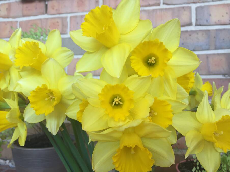 Daffodils signal the end of winter and warmer days as we head into spring. The wet outlook is being underpinned by a negative Indian Ocean Dipole, which is expected to last until the end of spring. Photo: Karen Bailey