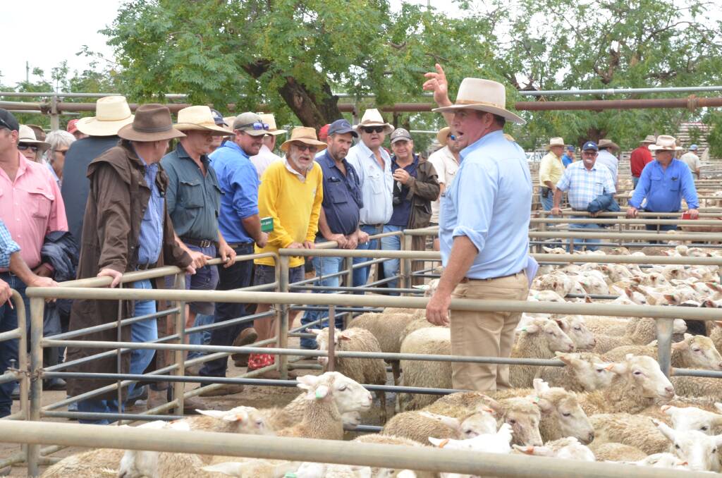 Mark Garland sells for P.T. Lord, Dakin and Associates during the Dubbo prime lamb sale on Monday.