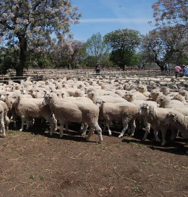 Next month the spring sales will kick into gear and some of the best Riverina-bred maiden and older ewes will be up for sale.