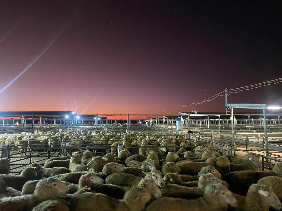 It was a chilly start for the Forbes agents before the weekly prime lamb and sheep sale on Tuesday. McCarron Cullinane Chudleigh principal Adam Chudleigh snapped this photo of the sunrise over the sheep pens while willing the temperatures to warm up. 