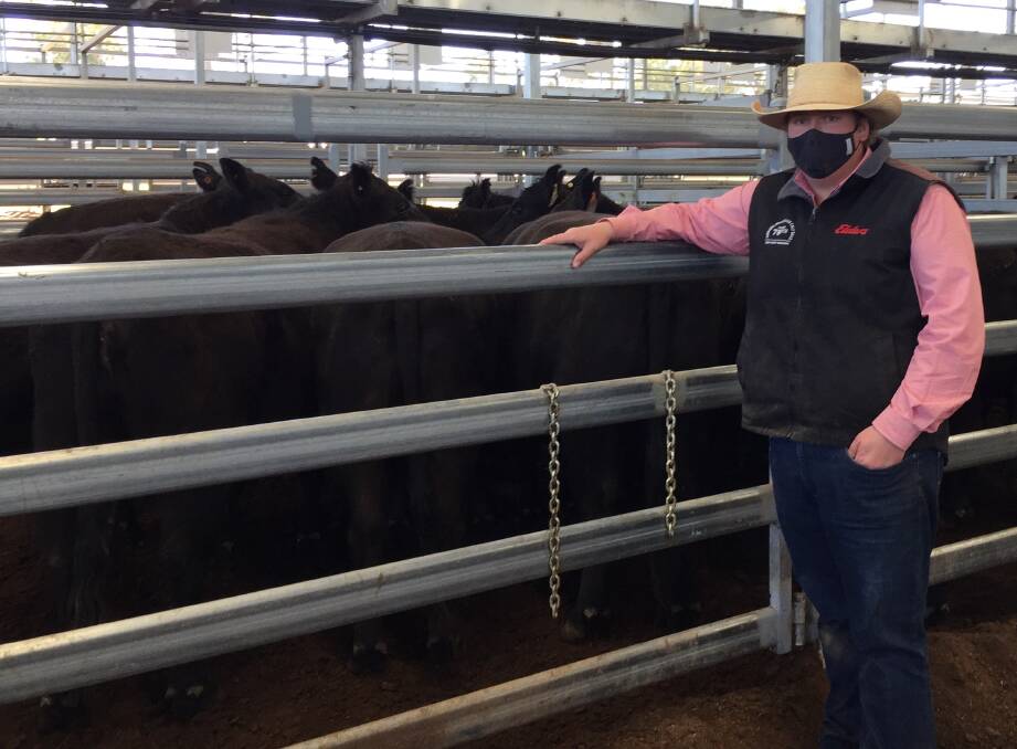 Justin Oakenfull, Elders Inverell, with 740.42 kilogram Angus cows that sold for 413.2 cents a kilogram ($3059.40 a head) at Inverell on Tuesday. Photo: Steven O'Brien