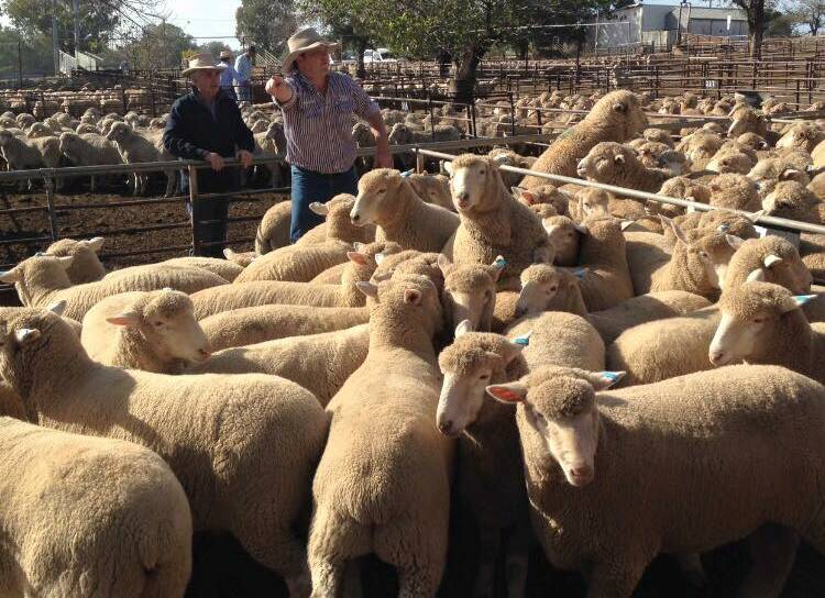 Top quality lambs were a feature of fortnightly sales at Cootamundra saleyards. Picture supplied.