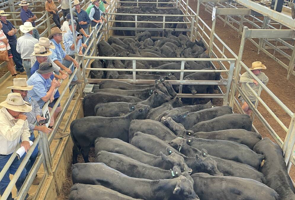 The quality yarding of 522 head attracted solid buyer competition at Forbes store cattle sale last Friday. File picture by Karen Bailey.