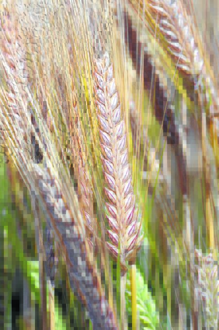 Charting Grain | Solid demand for Australian export barley