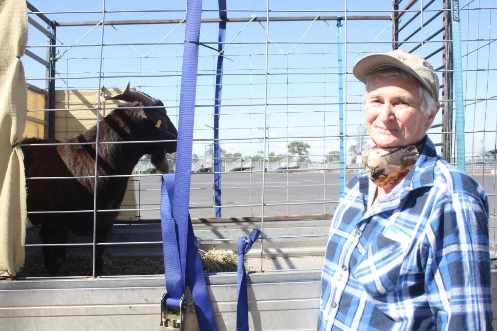 Robyn Day, Molong, sold a handful of Boer goats at Dubbo sale and also took home a Kalahari Red buck to help build numbers on her property. Photo: Rebecca Cooper