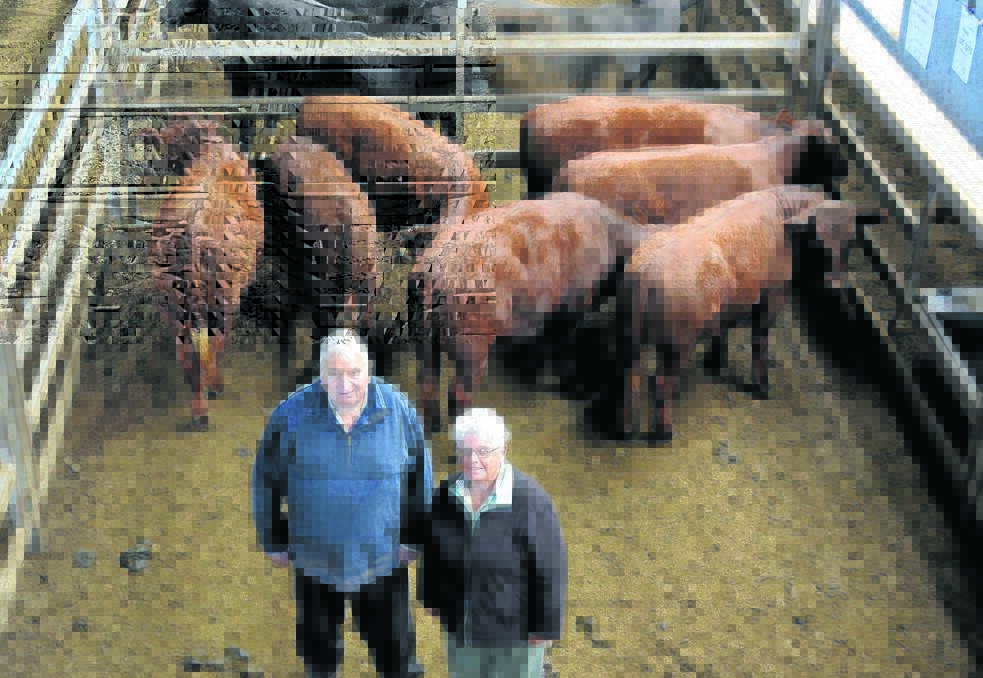 John and Loretto Miller, Bigga, sold 325kg Mt Lookout-blood Devon steers, 12 to 14 months, for $1350 a head at Carcoar store cattle sale last Friday.