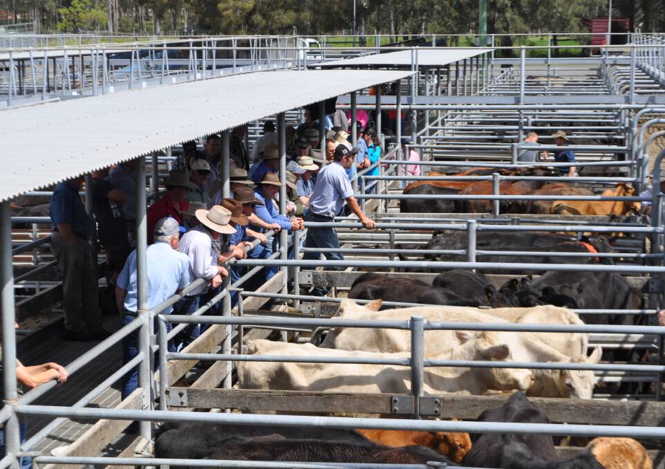 During the September quarter, the Eastern Young Cattle Indicator averaged 486 cents a kilogram (carcase weight), down 73c/kg, or 13 per cent, year-on-year.