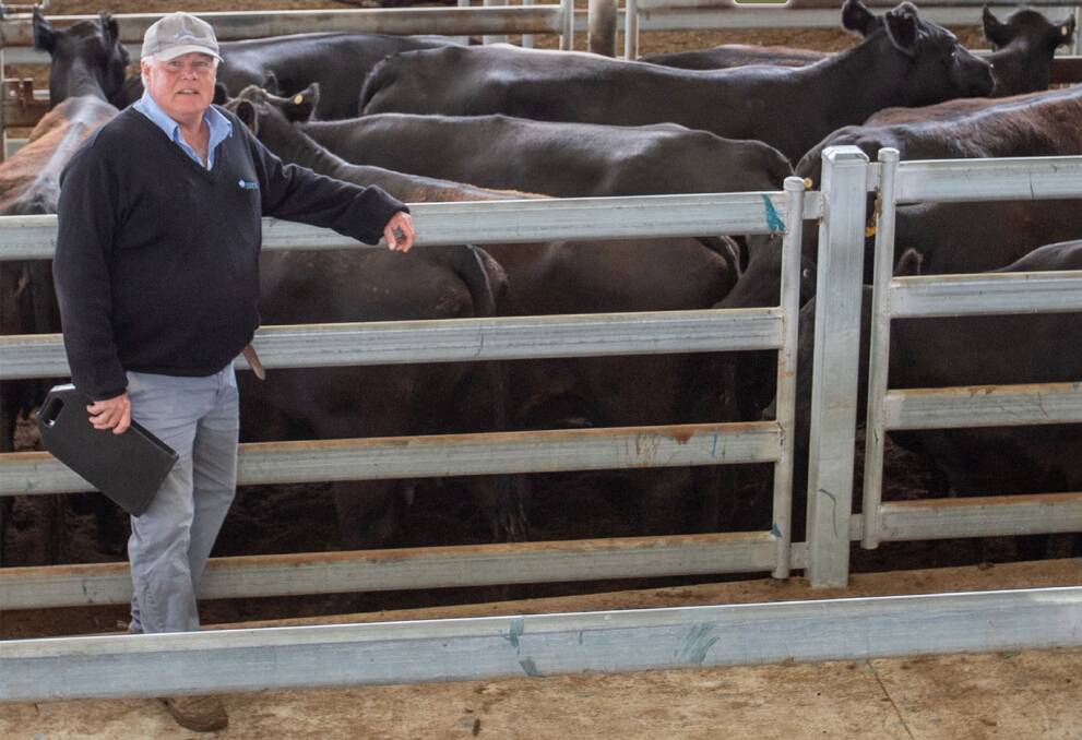 Michael Hall of Michael Hall Livestock with 10 Angus cows with calves sold by S and S Hannah for $1500 a unit at South Eastern Livestock Exchange near Yass last Friday. Picture by SELX.