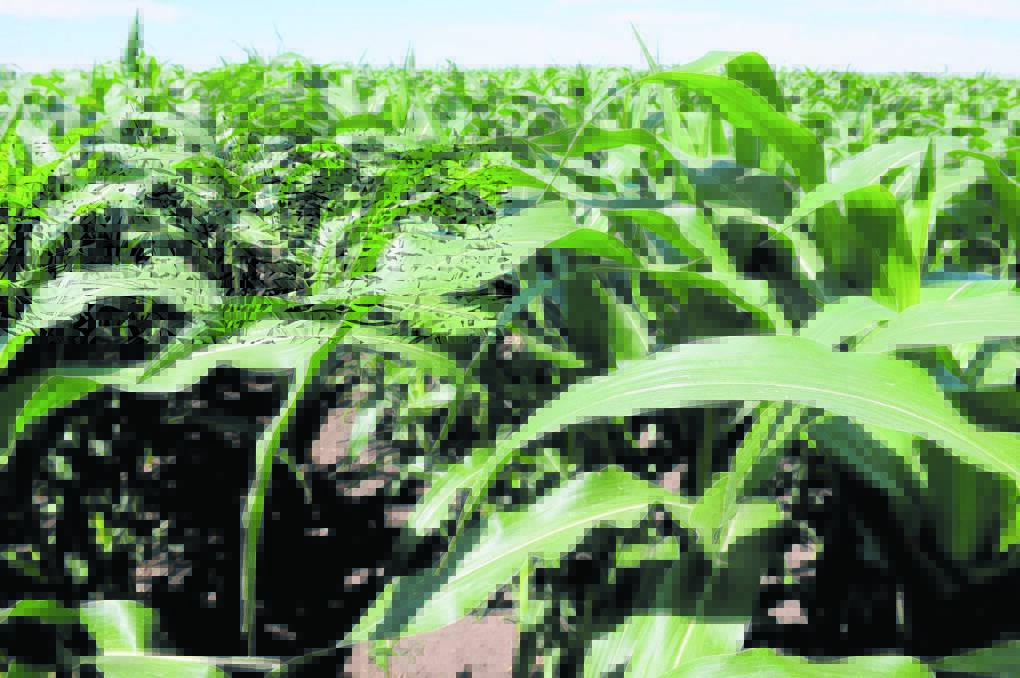 Smart Marketing | Wheat's loss is soybean's gain