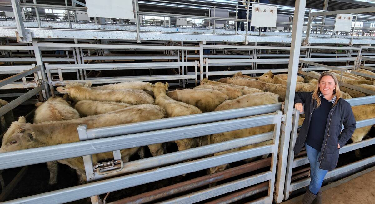 Sam Thompson, Bundella Station, Bundella, with 12-month-old Murray Grey steers sold at the Tamworth prime sale on Monday. The 70 head averaged 473c/kg. Photo: TLSAA