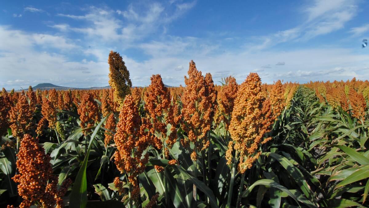 Central Queensland sorghum prices have now rallied by $60/t in the past eight weeks from $250/t port at the start of February. 