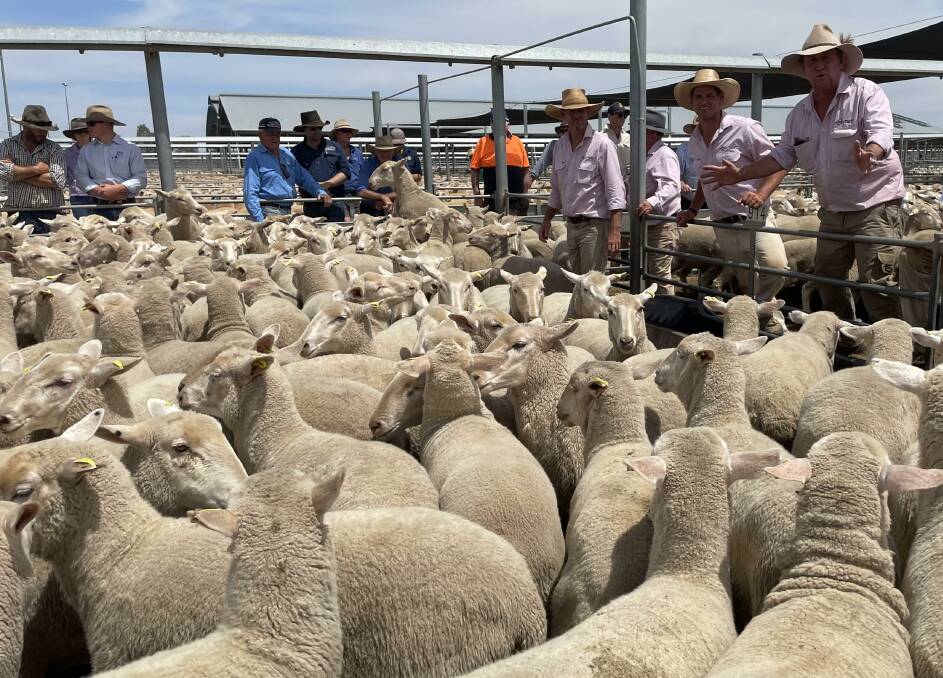 Store sheep sales have started with mixed results, but all relative to the current market. Picture by Karen Bailey.