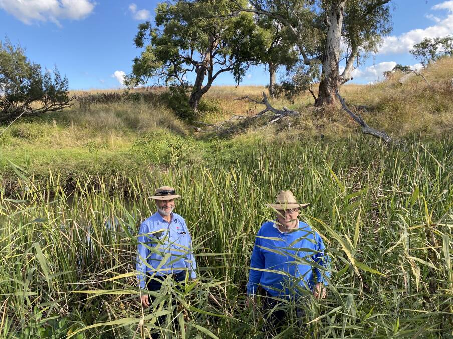 Local Land Services officer Tim Watts with Craig Carter, Tallawang, Parraweena, among reeds that are helping to slow water across the soil surface and improve landscape rehydration.