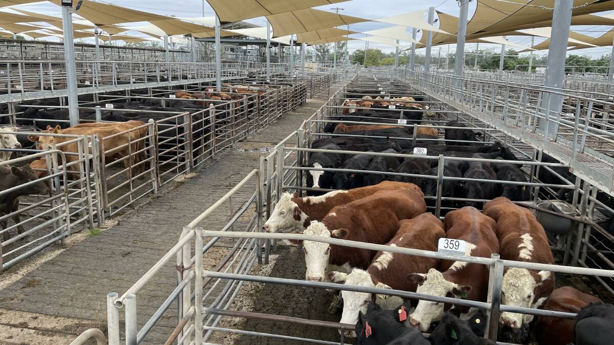 Dubbo cows with calves hit $2875