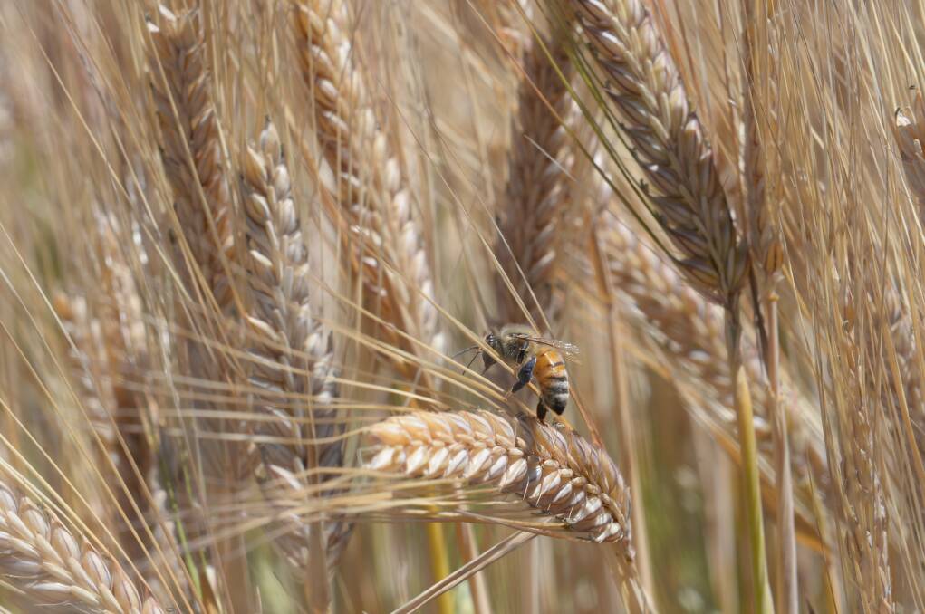 Grain Wrap | Plenty of potential for barley