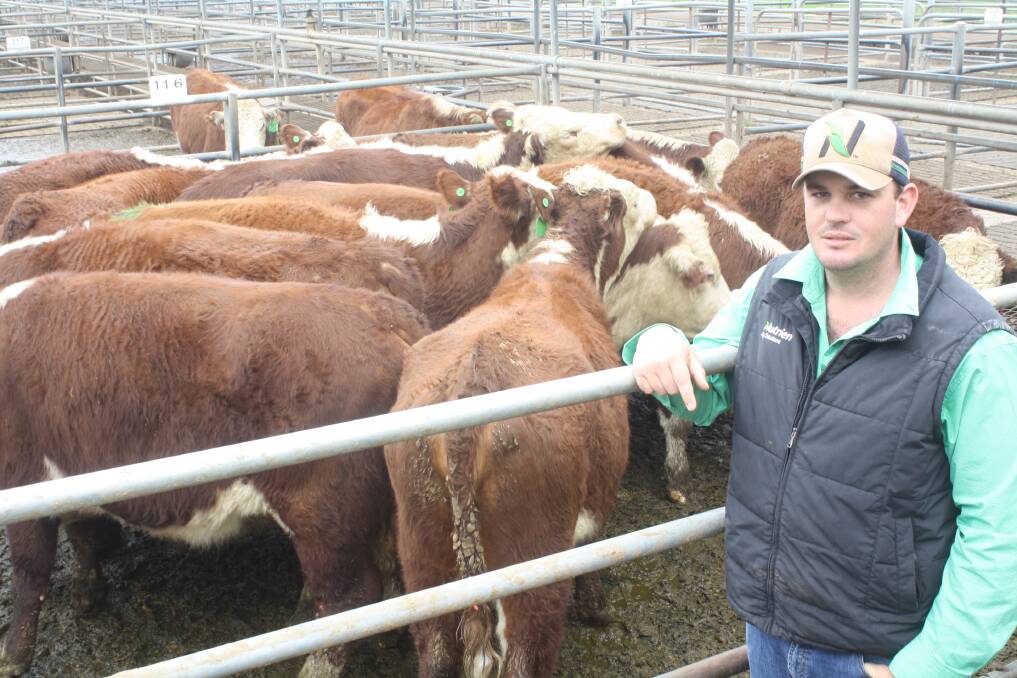 Jordan Rhodes, Nutrien Milling Thomas, Dubbo, with a pen of Hereford heifers, PTIC to Narranmore Angus bull which sold for $2480 a head at Dubbo store sale last Friday. The draft of 43 heifers was sold by the Schneider Brothers, Geurie, and averaged $2400 a head. Photo: Rebecca Cooper