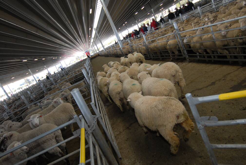 Round 'em up and send them to market - the lamb market has hit record highs in the past week.