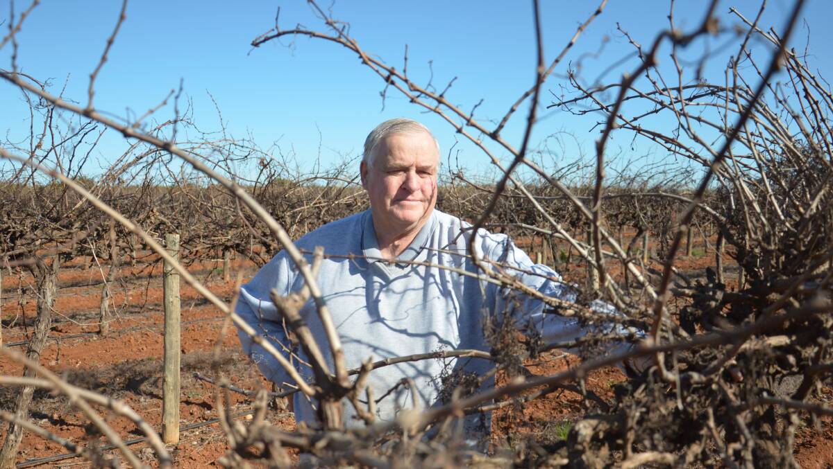 INDUSTRY EXIT: Riverina Winegrape Growers chairman Bruno Brombal said he'd never seen so many grape farms up for sale. PHOTO: Declan Rurenga