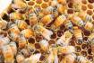 Probiotic bees study shows promise