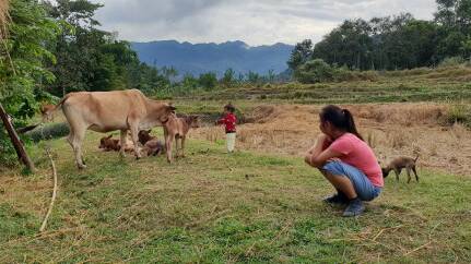 Photo: Mr Home's wife watches over their child playing with some of the many calves born this season (Photo: Nichola Calvani)