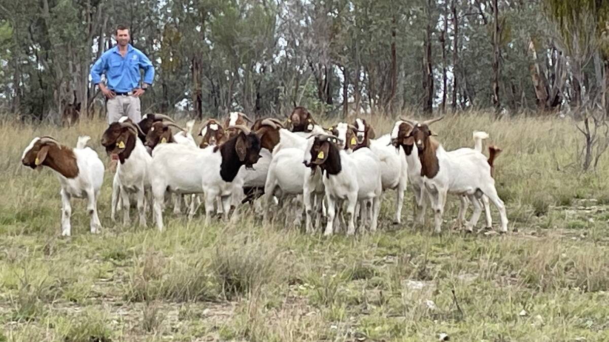 Matt Bartlett with some of the Boer bucks being used on Dunblane.