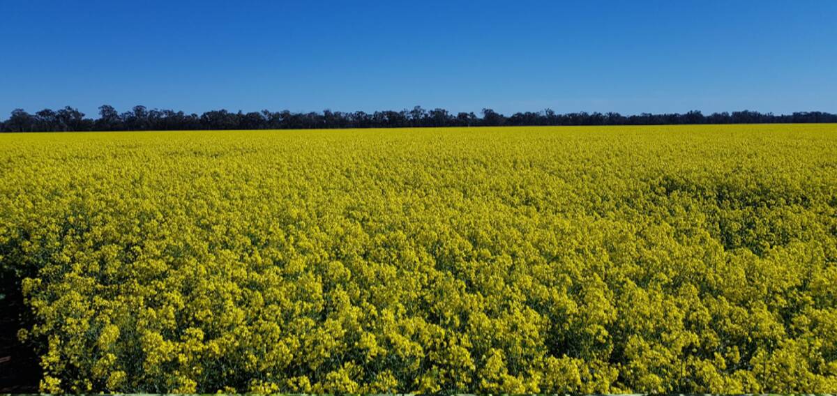 The country is currently planted with monola, lupins, wheat and barley. Picture supplied