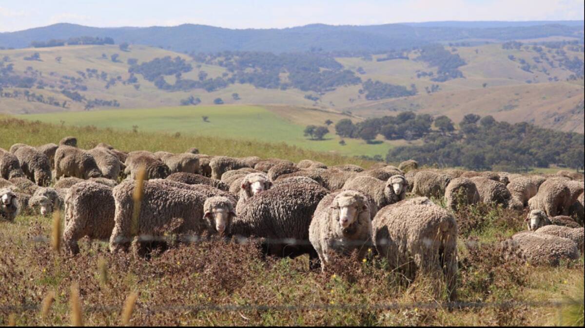 Romlo is currently running more than 4000 Merino wethers. Picture supplied