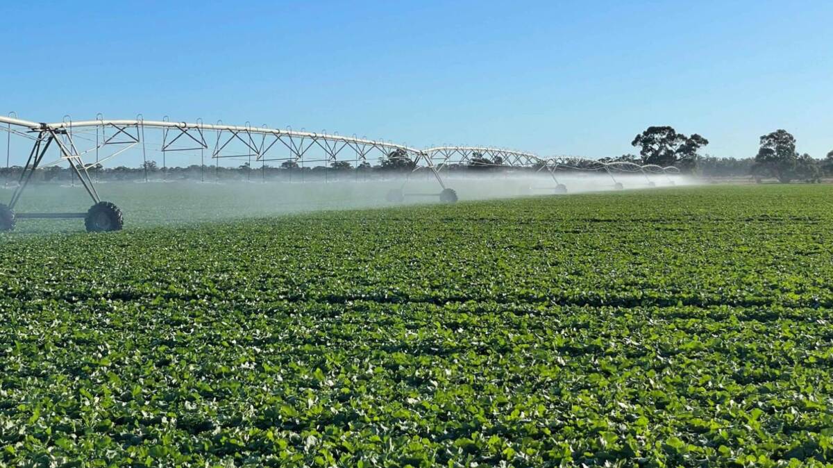 Torrumbarry has been extensively developed in recent years and has 1887 hectares of irrigation. Picture supplied