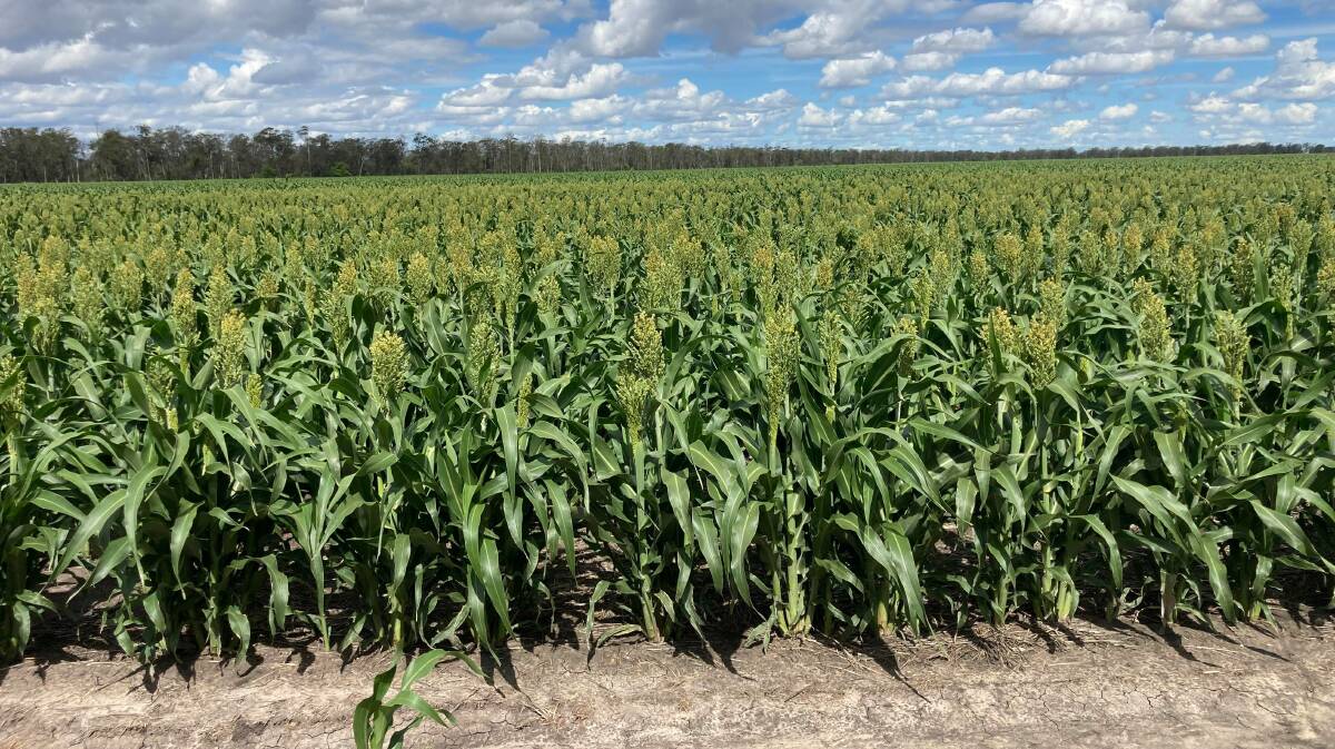 The aggregation produces both winter and summer crops including sorghum, barley, wheat, canola and chickpeas. Picture - supplied