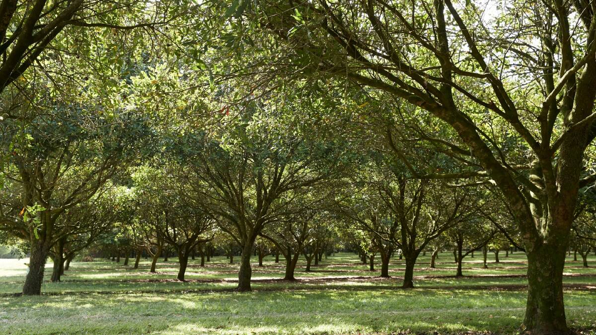 Marquis invests globally to drive macadamia industry