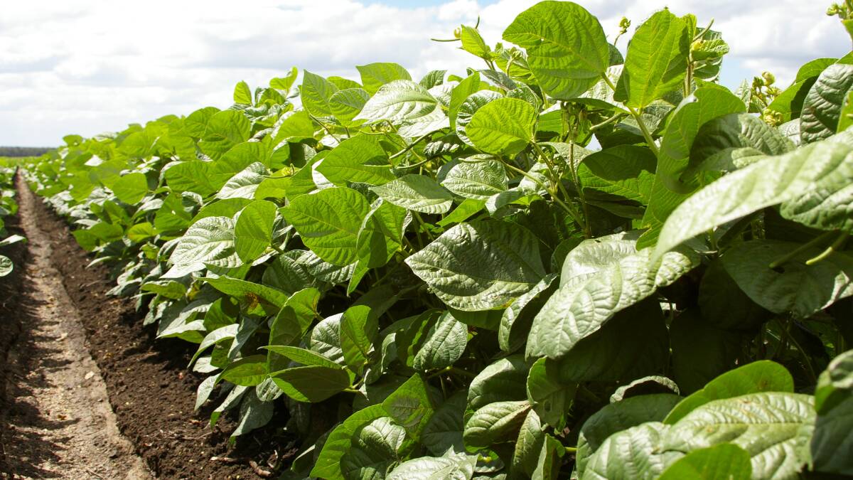 Growers in Queensland and NSW are increasingly viewing mungbeans as a viable option in northern farming systems, rather than a break crop in cereal dominated enterprises.