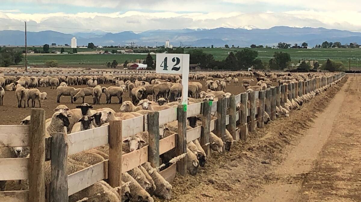 Harpers Feeders in northern Colorado currently has 36,000 lambs on feed, down because of ongoing drought. 