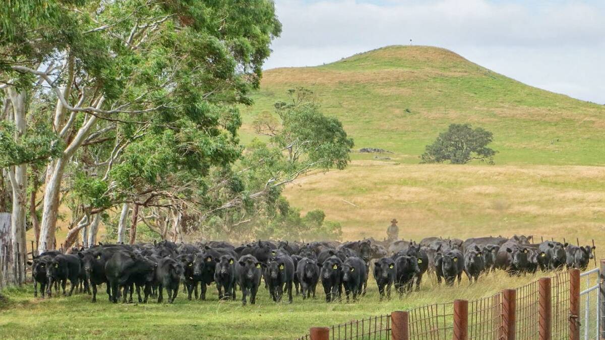 The 1471 hectare cattle property Wongala has successfully run more than 500 cows for many years. Picture supplied