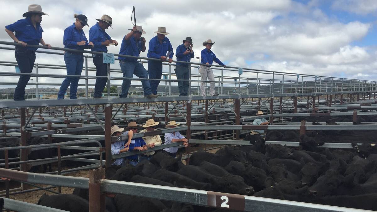 The Harold Curry team in action at Tenterfield feature weaner sale last Thursday. The sale, which was the first to be interfaced with AuctionsPlus