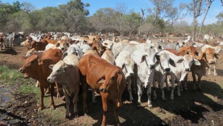 Rocky Springs will be auctioned with about 3000 cattle by Slaney and Co in Townsville on November 13. 