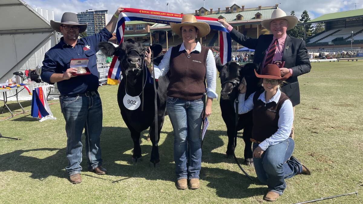 Grand champion female Elite Sheila with exhibitor Kim Groner and handler Amy Whitechurch with the broad ribbon held by sponsor Stephen Lean, KBV Simmentals, and Andrew Meara, Elders. 