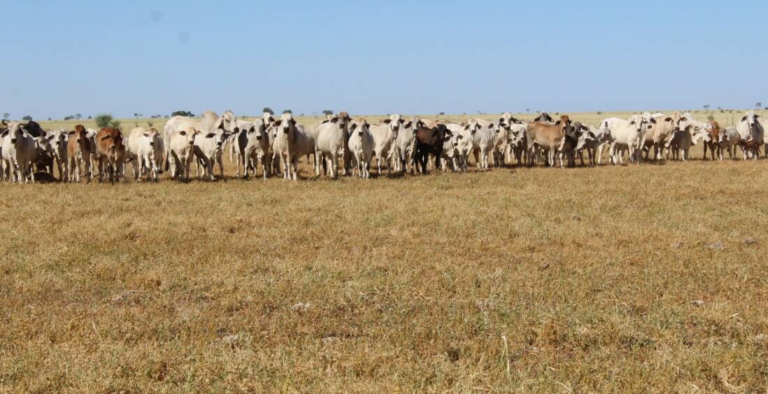 CATTLE COUNTRY: The 8273 hectare Corfield property Thordale will be auctioned in Winton on May 1.