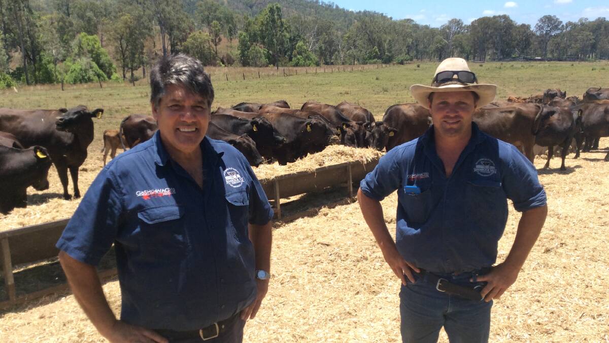 Robert McVicker and leading hand Nathan Goulding with some of the Goshu Wagyu herd at Shamrock Vale. 