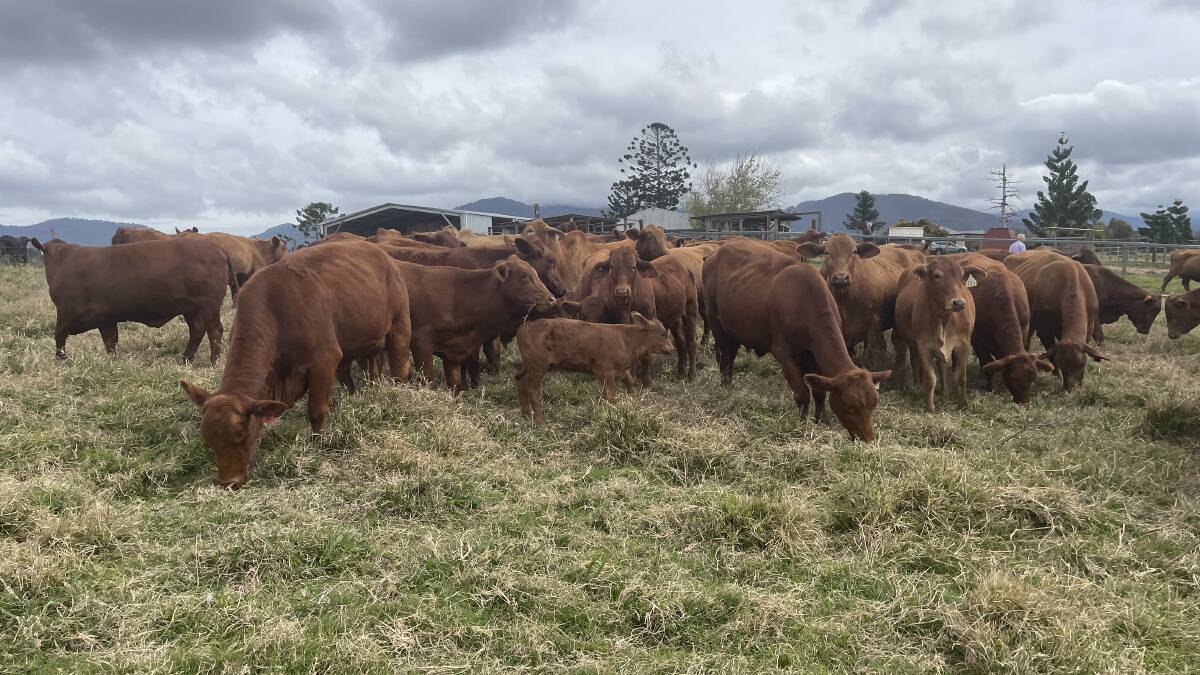 Between 130 and 160 cattle are run on the 120 hectare Scenic Rim property Pine Park.