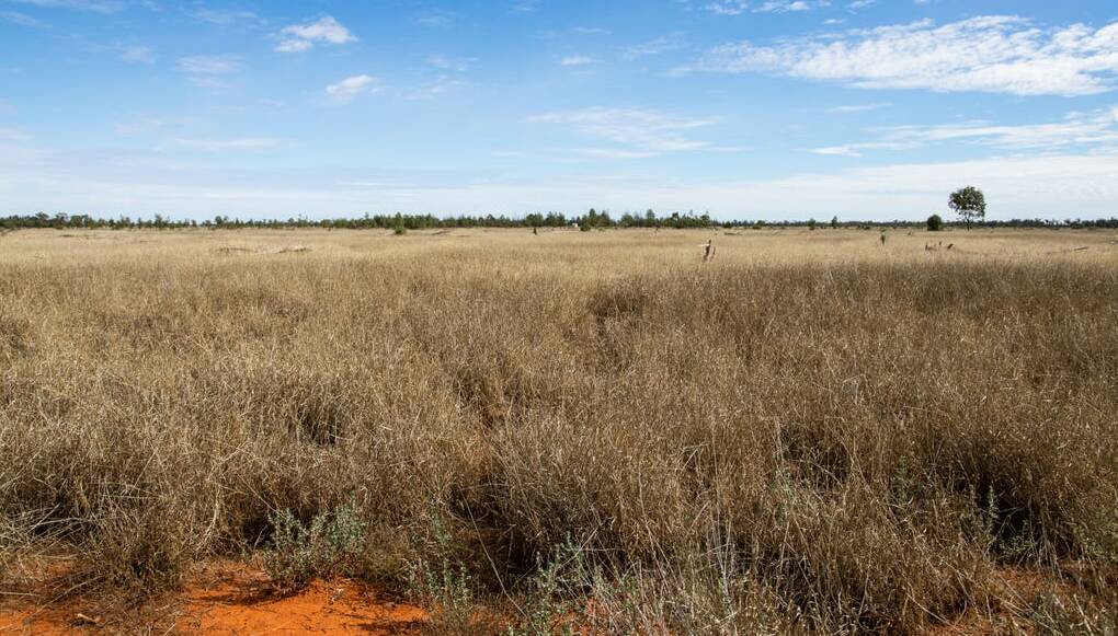 Coolibah is well grassed with buffel and native grasses. 