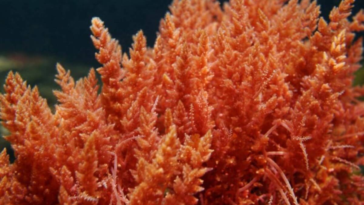 Bromoforms found in the red seaweed species Asparagopsis can be detected in milk and urine.