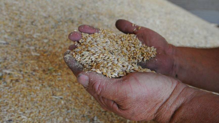 IN DEMAND: Saudi Arabia has announced a tender to buy 720,000 tonnes of feed barley.