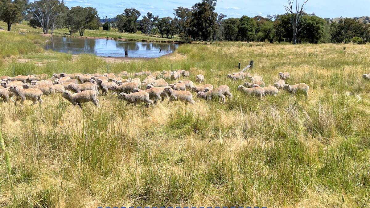 Checkers has an estimated carrying capacity of 26,000 to 28,000 dry sheep equivalents. Picture - supplied