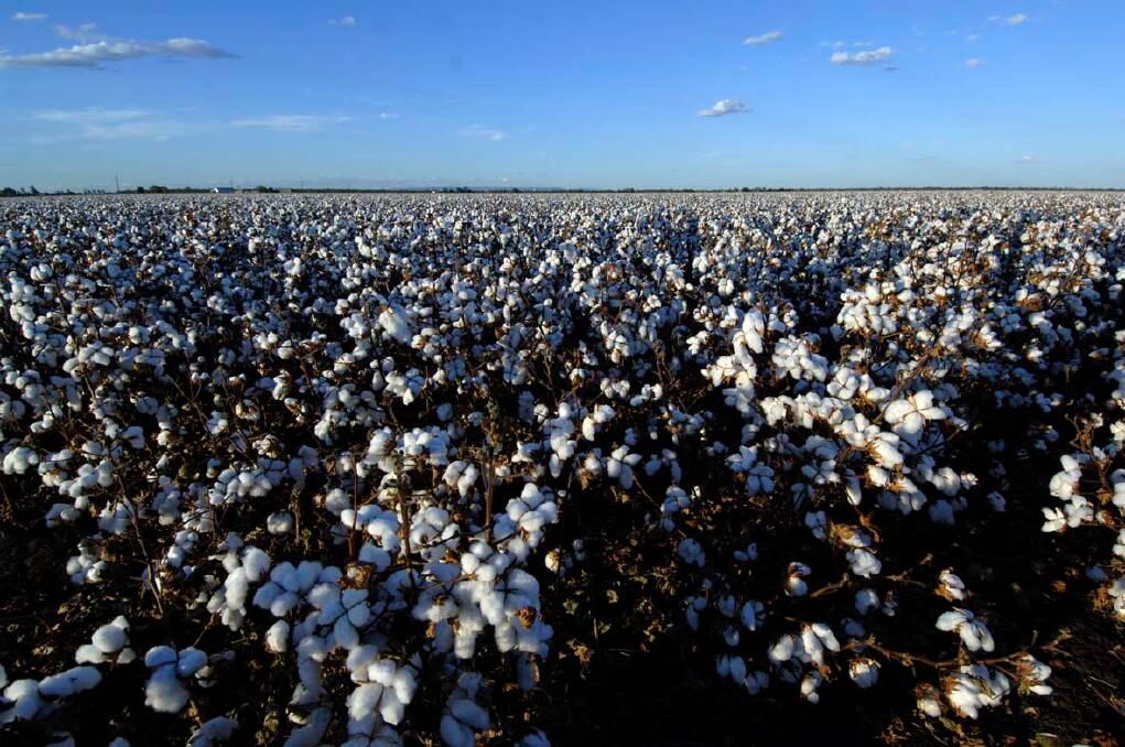 Australia is well placed to verifiably supply cotton that is not only high quality, but also aligns with human rights and shows gains in sustainability. PHOTO: Cotton Australia