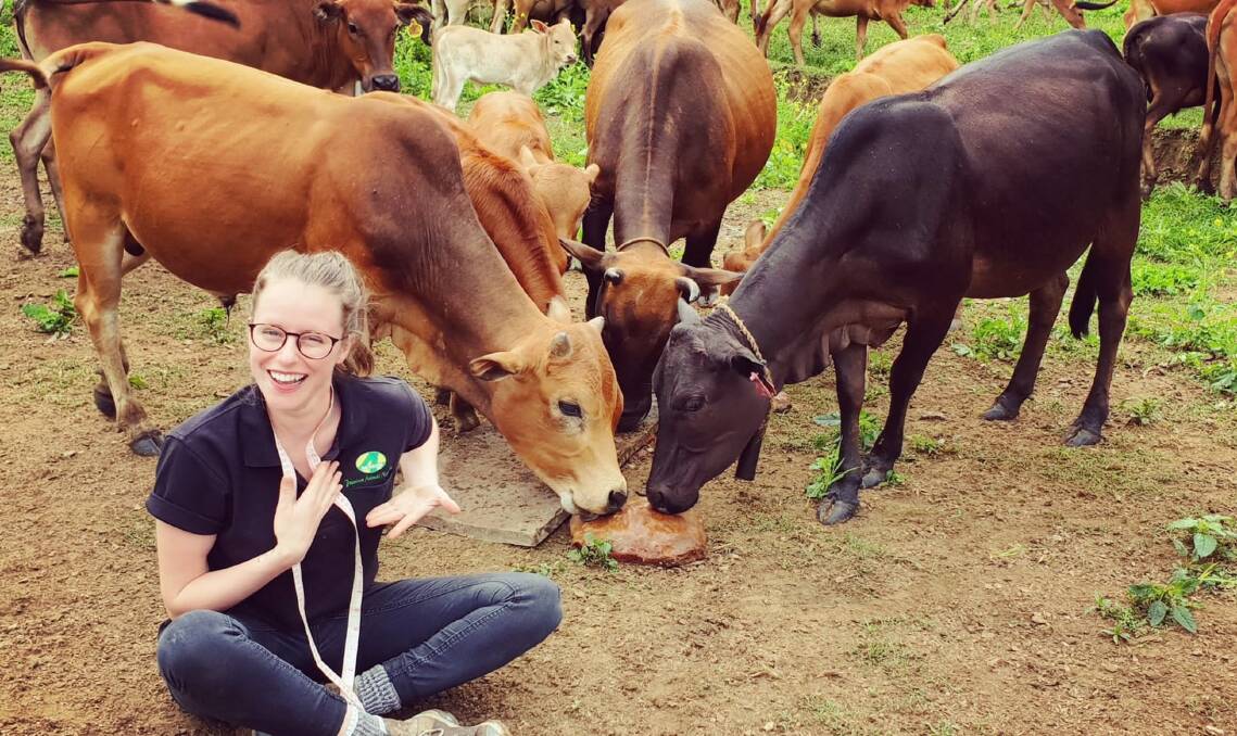 Researcher Nichola Calvani with cattle consuming new technology molasses blocks, which are helping to address both rural poverty and climate change.