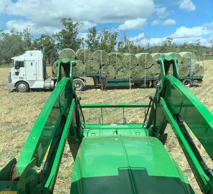 BETTER BEEF: Forage sorghum silage has proven a very popular option this year in anticipation of inevitable declining pasture quality levels. 