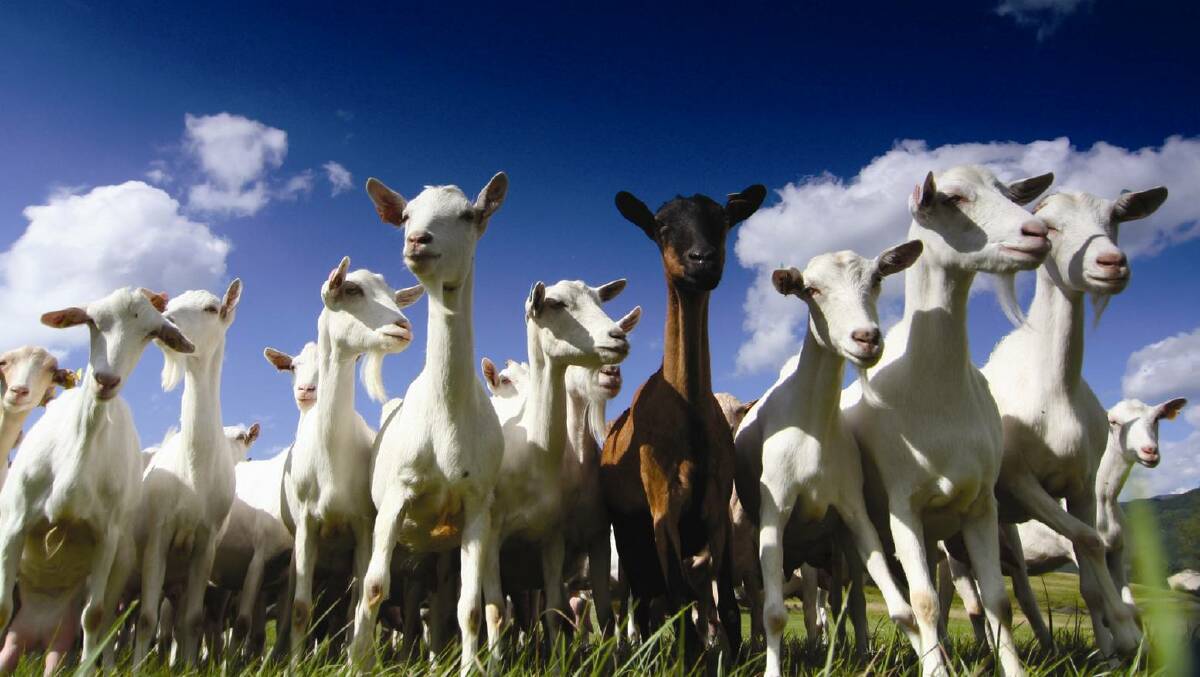 ANIMAL ID: Feedback is being sought on the removal of the NLIS tagging exemption for dairy goats. Photo - WA DAF